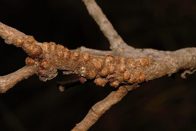 Pilostyles aethiopica, photographed by i_c_riddell