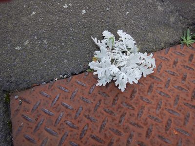 Jacobaea maritima, photographed by Jon Sullivan