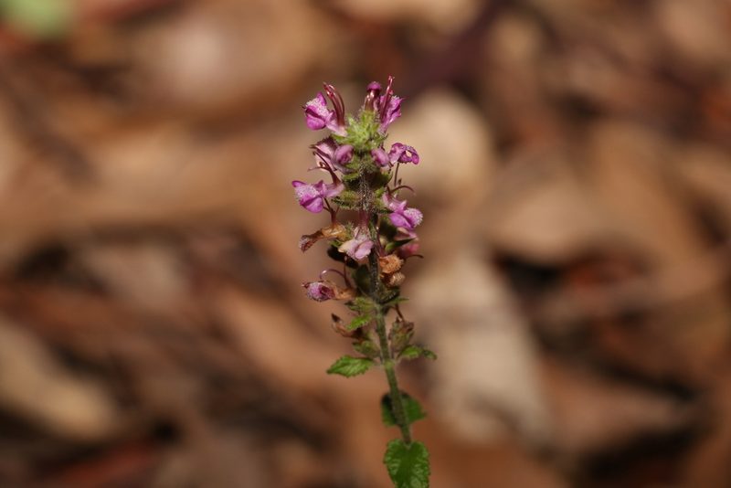 Teucrium argutum, photographed by Greg Tasney