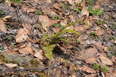 Polystichum lonchitis, photographed by Felicia Seichter