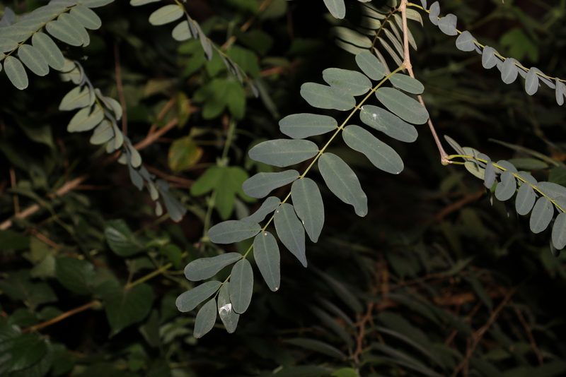 Tipuana tipu, photographed by Greg Tasney