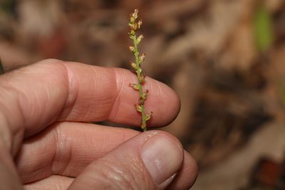 Plantago debilis, photographed by Greg Tasney