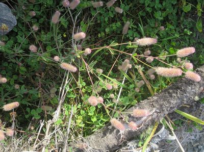 Trifolium arvense, photographed by Alice Shanks