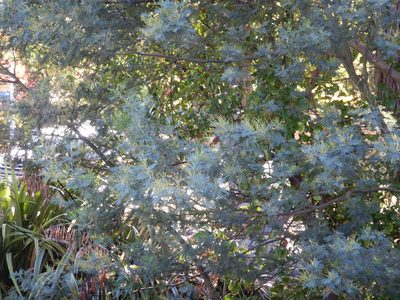 Acacia dealbata, photographed by Jon Sullivan
