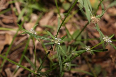 Spermacoce brachystema, photographed by Greg Tasney
