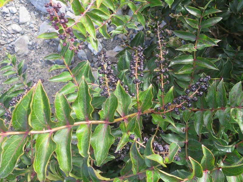 Coriaria sarmentosa, photographed by Alice Shanks