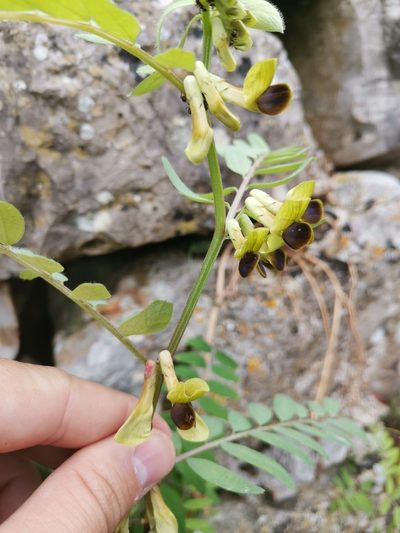 Vicia melanops, photographed by Ljaž