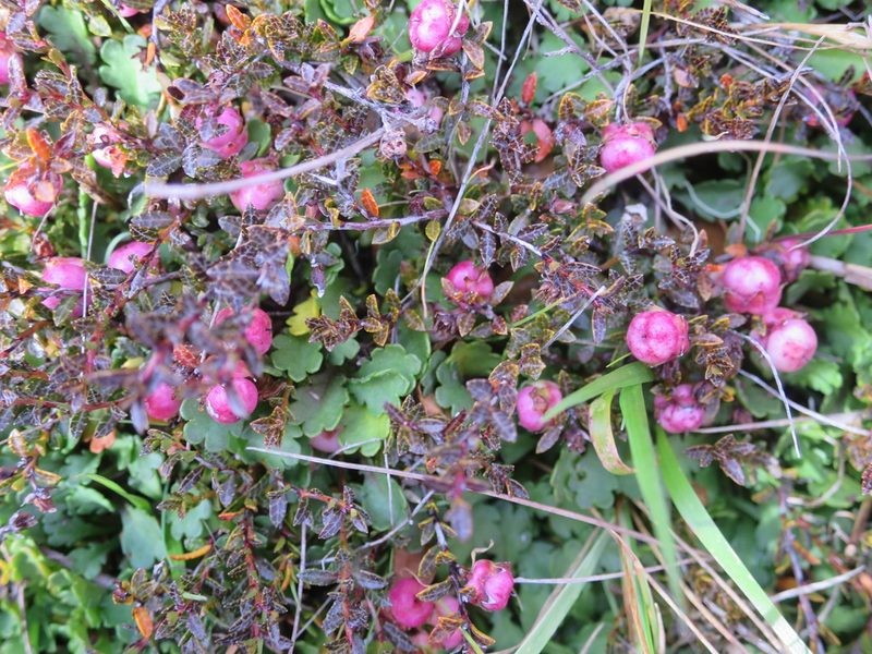 Gaultheria macrostigma, photographed by Alice Shanks