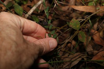 Phyllanthus virgatus, photographed by Greg Tasney