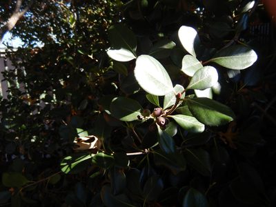 Rhaphiolepis indica, photographed by Jon Sullivan