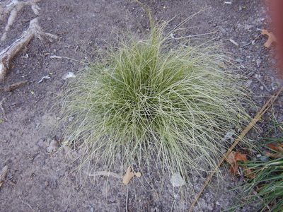 Carex comans, photographed by Jon Sullivan