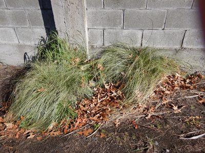 Carex comans, photographed by Jon Sullivan