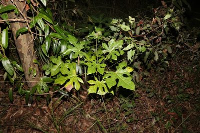 Brachychiton acerifolius, photographed by Greg Tasney
