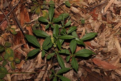 Clematicissus opaca, photographed by Greg Tasney
