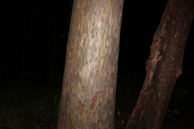 Corymbia citriodora, photographed by Greg Tasney