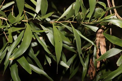 Acacia maidenii, photographed by Greg Tasney
