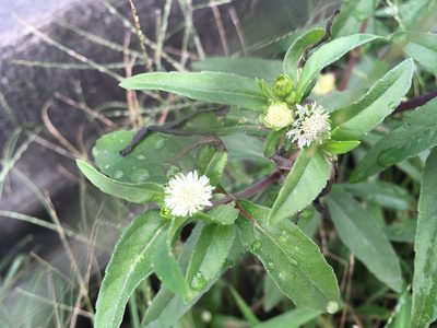 Eclipta prostrata, photographed by rebecca bachman