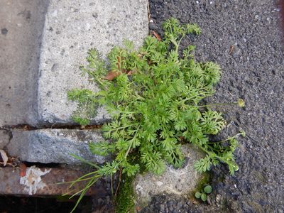 Cotula australis, photographed by Jon Sullivan