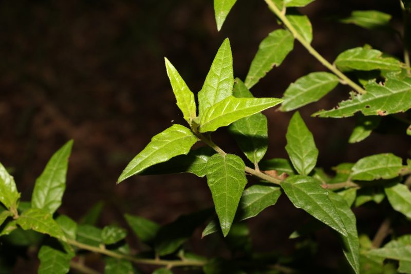 Olearia nernstii, photographed by Greg Tasney