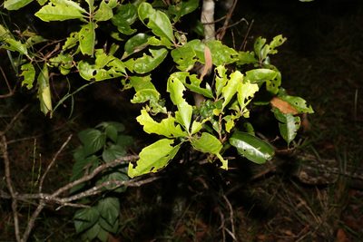 Pittosporum revolutum, photographed by Greg Tasney