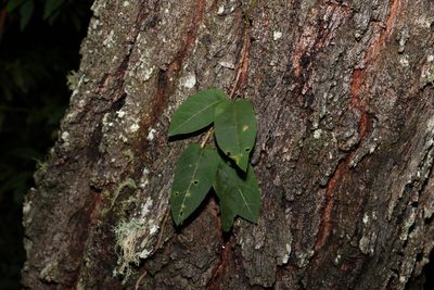 Parsonsia straminea, photographed by Greg Tasney