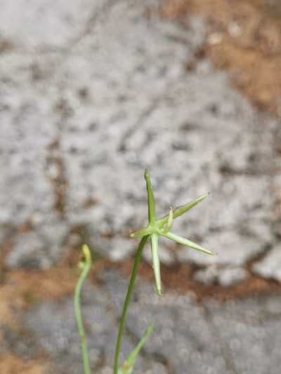 Rhagadiolus stellatus, photographed by Ljaž