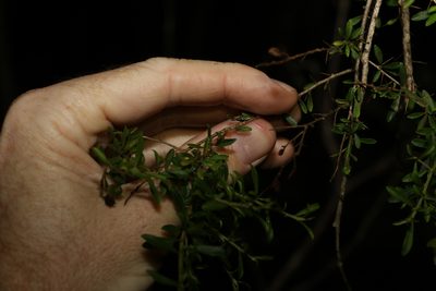 Bursaria spinosa, photographed by Greg Tasney