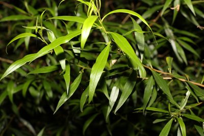 Myoporum acuminatum, photographed by Greg Tasney