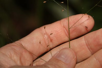 Panicum effusum, photographed by Greg Tasney