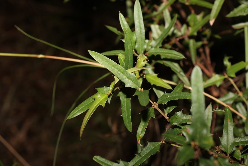 Podolobium ilicifolium, photographed by Greg Tasney
