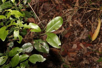 Diospyros geminata, photographed by Greg Tasney