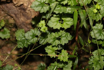 Veronica plebeia, photographed by Greg Tasney