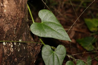 Tinospora smilacina, photographed by Greg Tasney