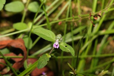 Rostellularia obtusa, photographed by Greg Tasney