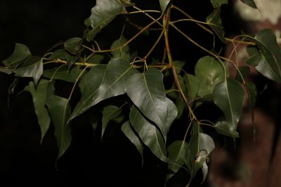 Brachychiton populneus, photographed by Greg Tasney