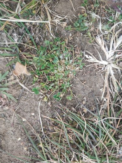 Trifolium suffocatum, photographed by Tim Johnson