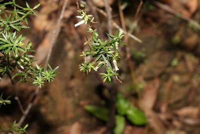 Styphelia sieberi, photographed by Greg Tasney
