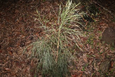 Jacksonia scoparia, photographed by Greg Tasney