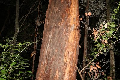 Eucalyptus microcorys, photographed by Greg Tasney