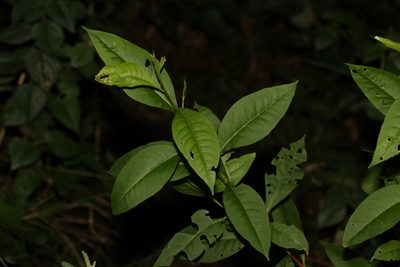 Dodonaea triquetra, photographed by Greg Tasney