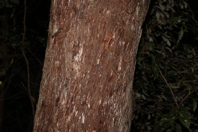 Eucalyptus acmenoides, photographed by Greg Tasney