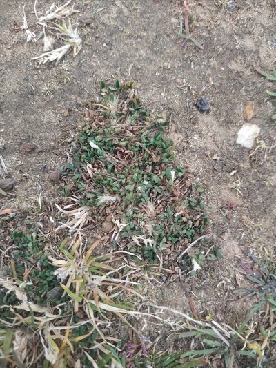 Trifolium ornithopodioides, photographed by Tim Johnson