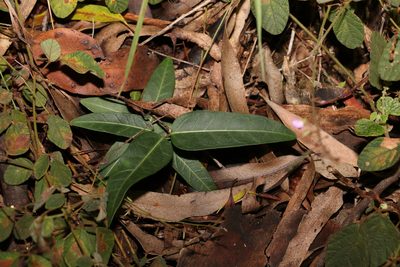 Leichhardtia coronata, photographed by Greg Tasney