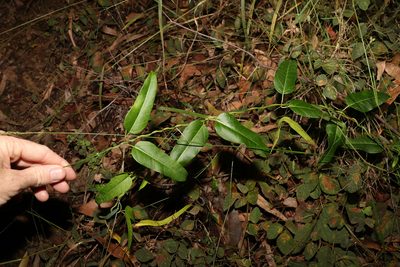 Leichhardtia coronata, photographed by Greg Tasney