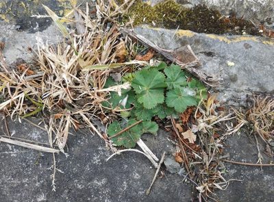 Alchemilla mollis, photographed by Tim Johnson