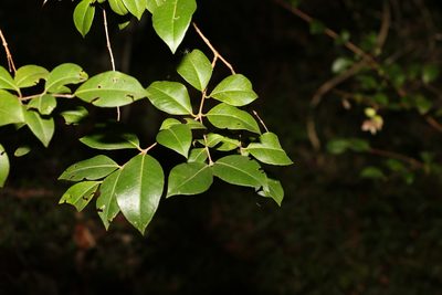 Backhousia myrtifolia, photographed by Greg Tasney