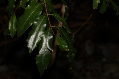 Syzygium floribundum, photographed by Greg Tasney