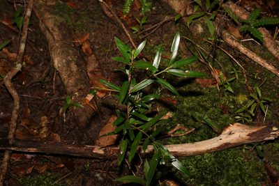 Podocarpus elatus, photographed by Greg Tasney