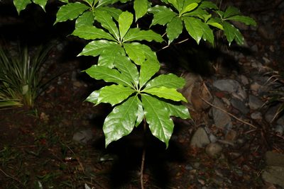Hymenosporum flavum, photographed by Greg Tasney