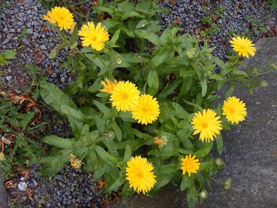 Calendula officinalis, photographed by Jon Sullivan
